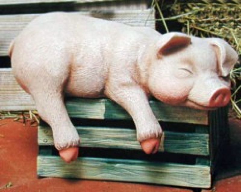 Pig Shelf Sleeper