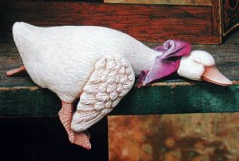 Shelf Duck Sleeping
