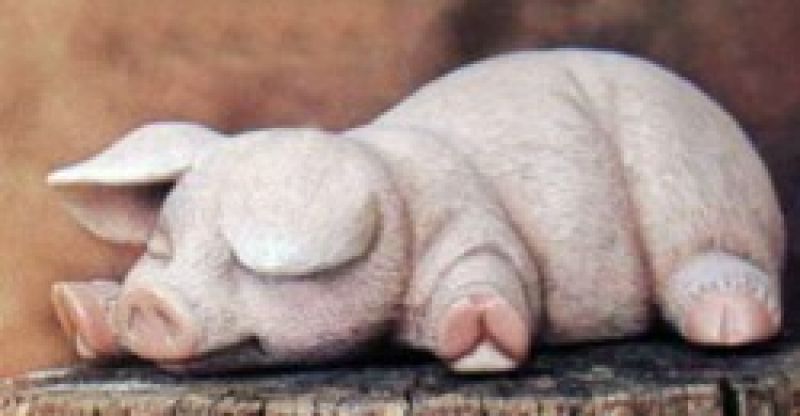 Pig Sleeping