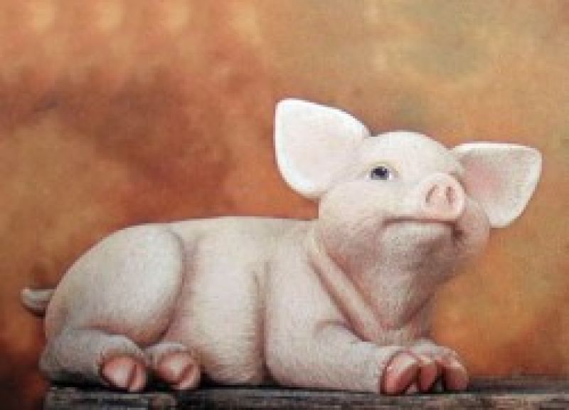 Pig On Side