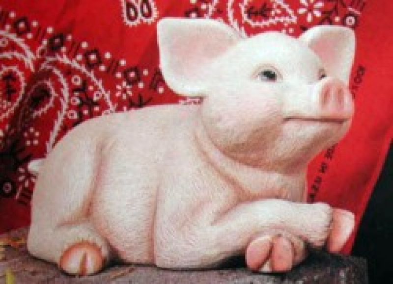 Pig With Legs Crossed