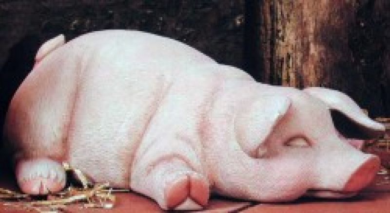 Lying Pig 14