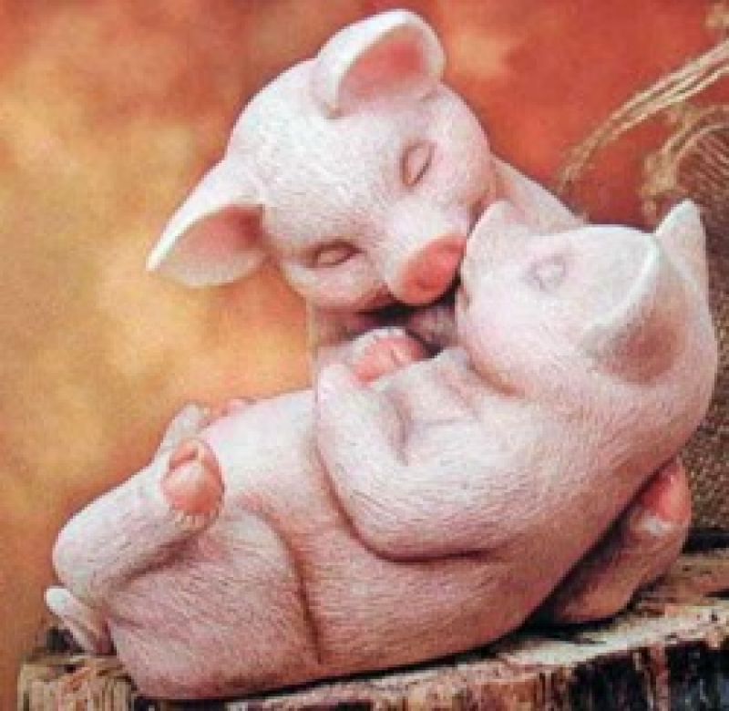 Loving Pigs