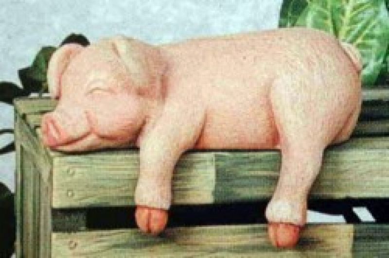 Pig Shelf Sleeper