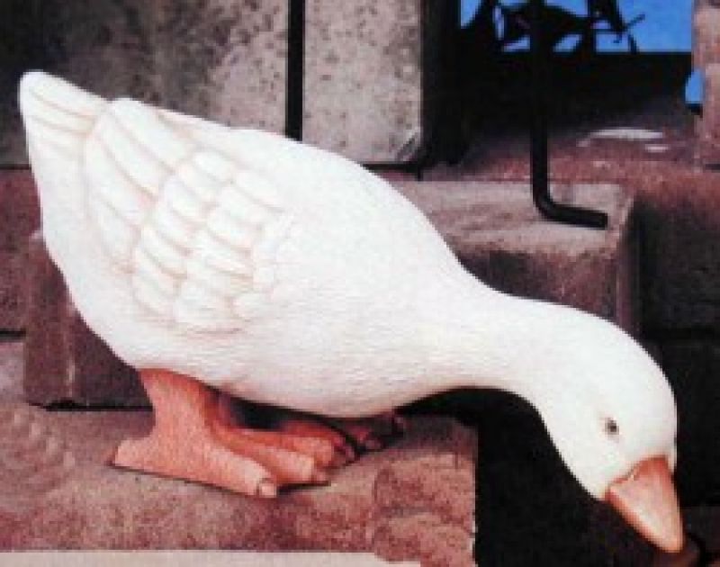 Duck Feeding