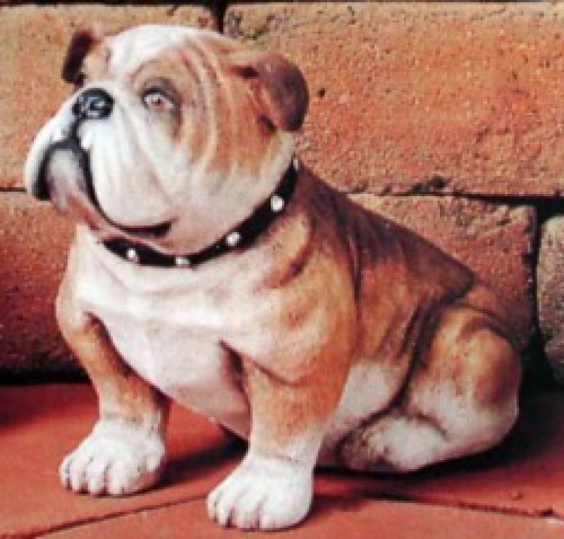 Bulldog 7