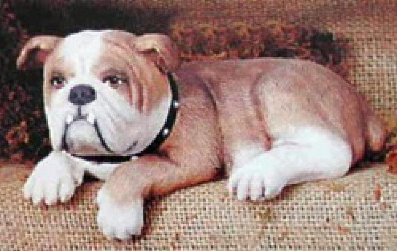 Bulldog Shelf Sitter