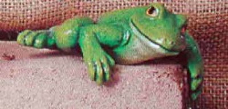 Tree Frog Climbing
