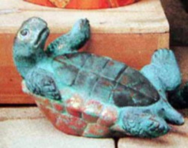 Cute Turtle On Back