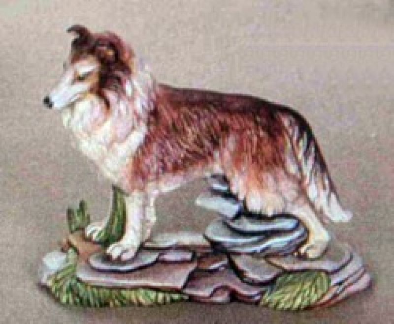 Collie Dog