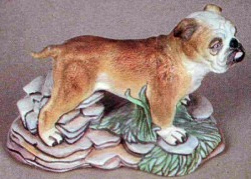 Bulldog Dog