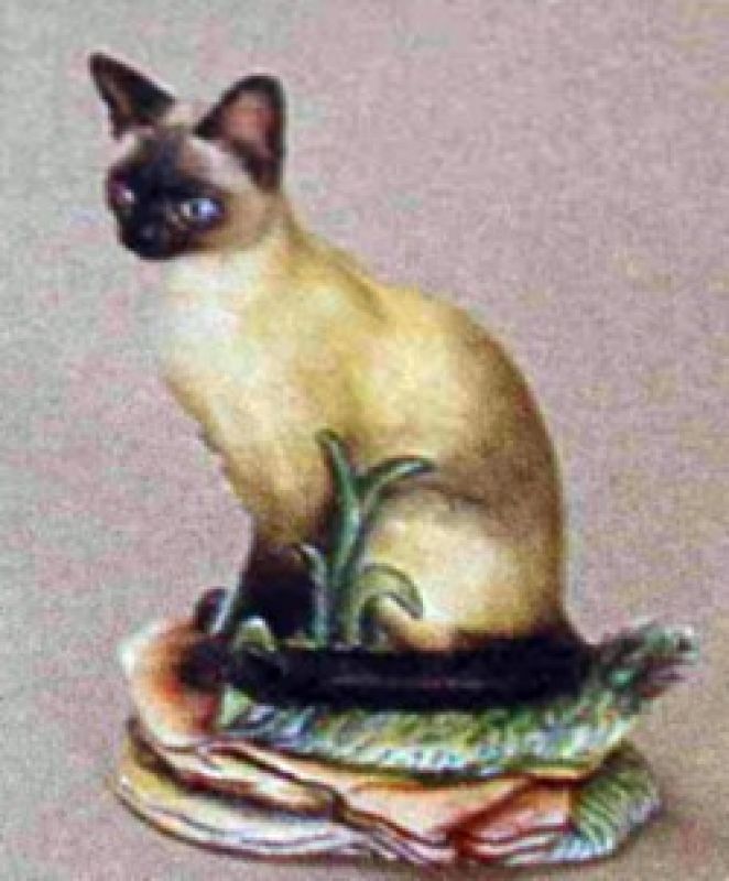 Siamese Cat