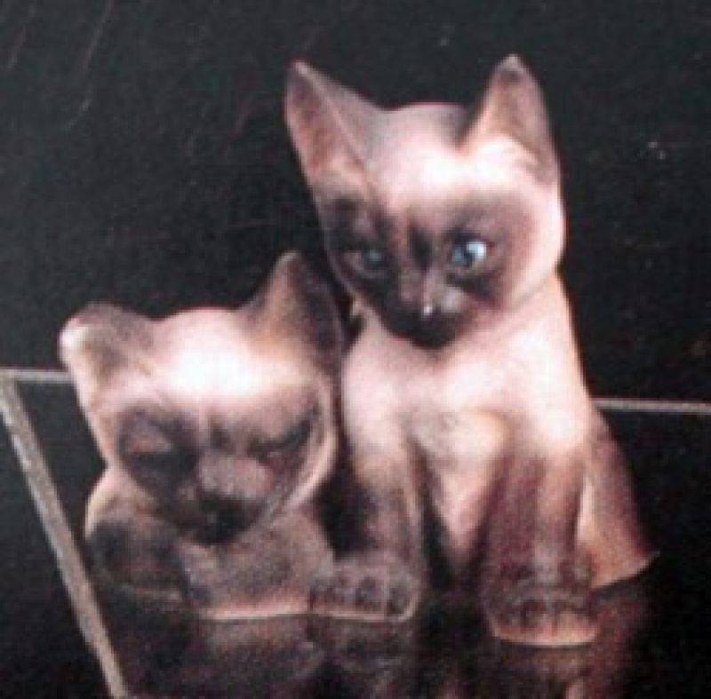 Siamese Kittens 5.5