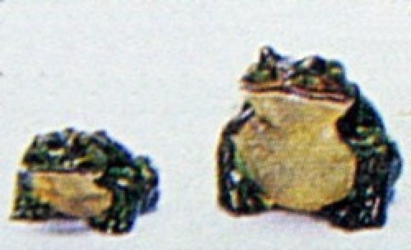 Frog - Small Only